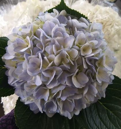 هدرنجا أزرق – Hydrangea Premium Blue