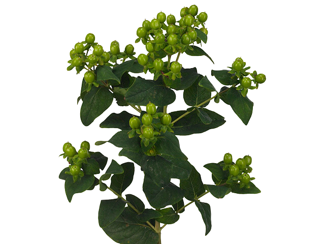 هايبريكوم أخضر – Hypericum Green Revival
