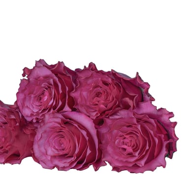 ورد جوري – Rose MELI