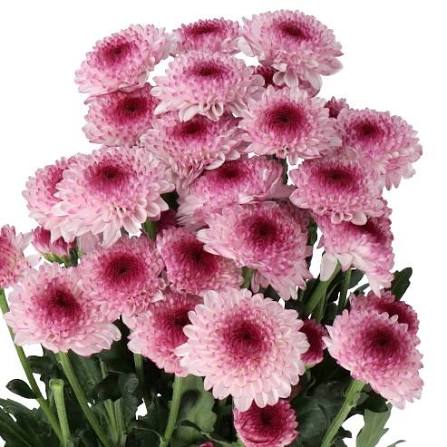 كريز سبراي وردي – Chrysanthemum Spray Fabienna Pink