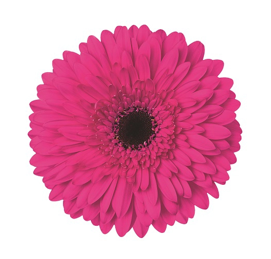 جربيرا – Gerbera Madeira