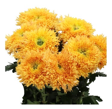 كريز مفرد برتقالي – Chrysanthemum Single Etrusko Orange