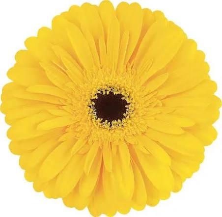 جربيرا أصفر – Gerbera Olympic Gold