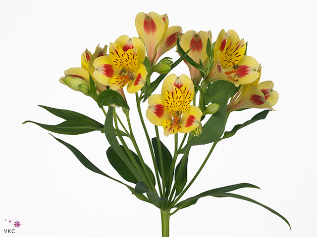 ألستروميريا – Alstroemeria Bali