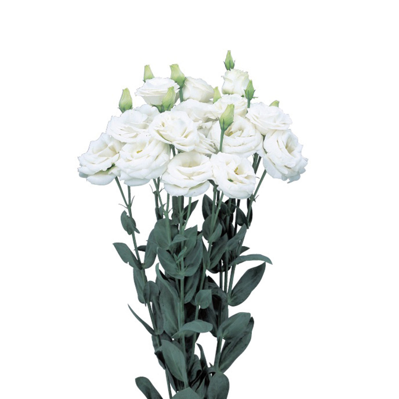 ليسيانثوس أبيض – Eustoma Rosita White