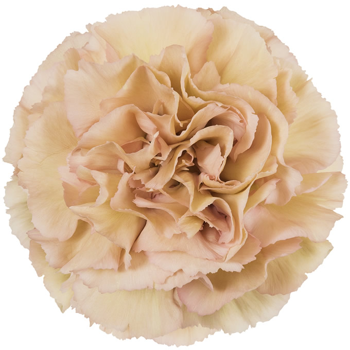 قرنفل – Carnation League Marrone