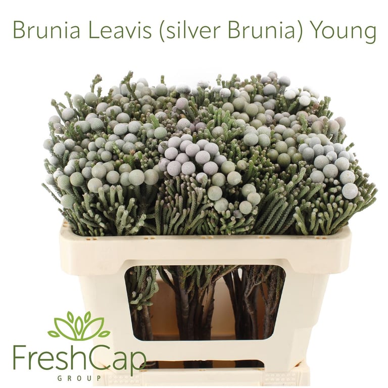 برونيا – Brunia laevis