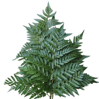 سرخس جلدي – Leather Fern (bunch)
