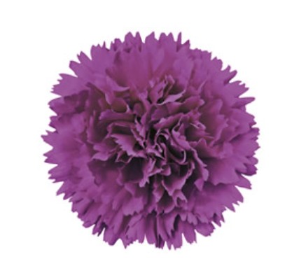قرنفل – Carnation Farieta