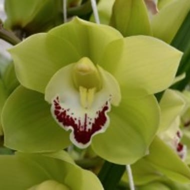 أوركيد سيمبيديوم أخضر – Cymbidium Valley Zenith Glen Avon Green