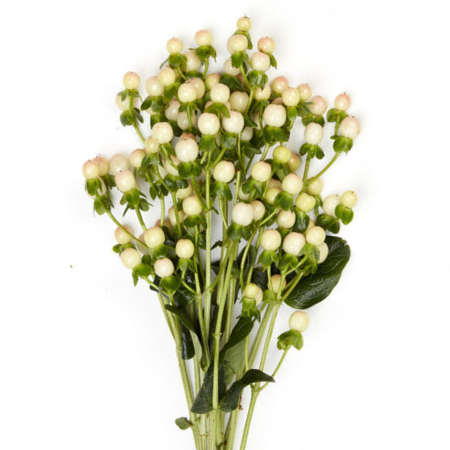 هايبريكوم – Hypericum Snow prince