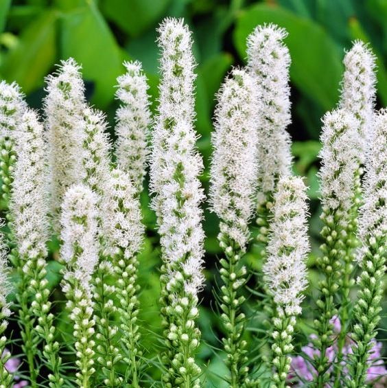 لياتريس – Liatris Spicata Alba
