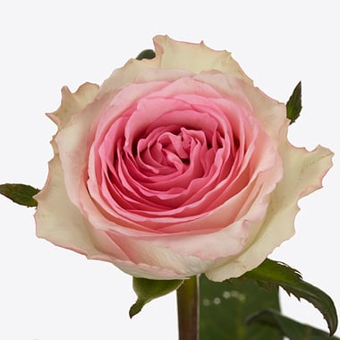 ورد جوري – Rose Mandala