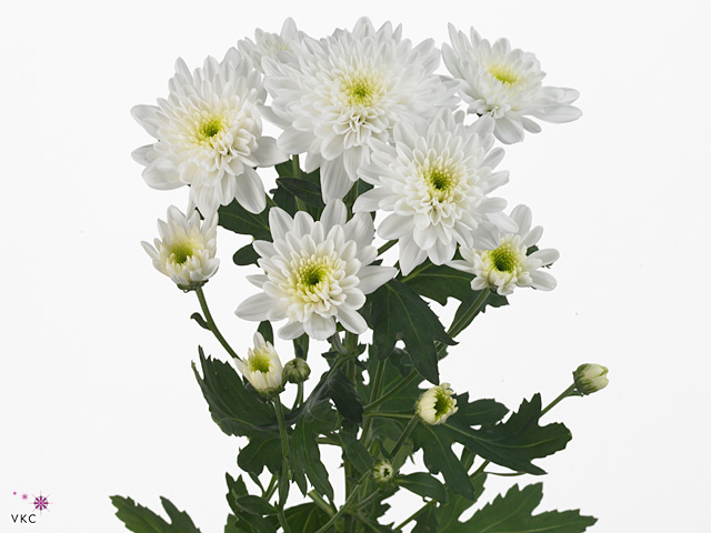 كريز سبراي – Chrysanthemum Spray Bonita