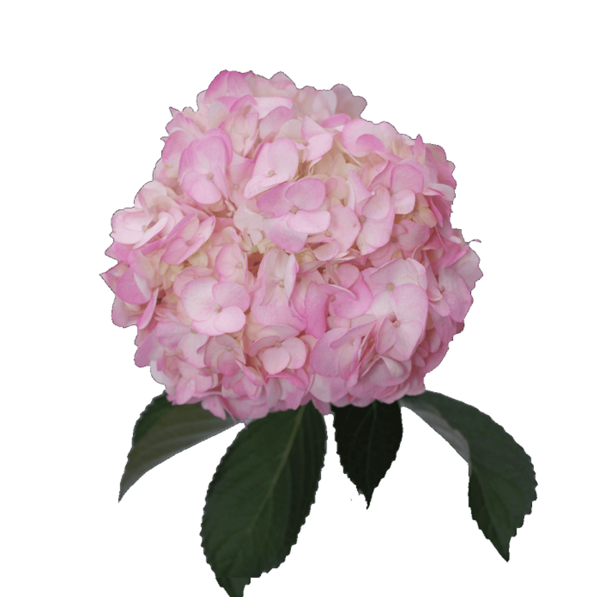هدرنجا وردي – Hydrangea Tinted Light Pink
