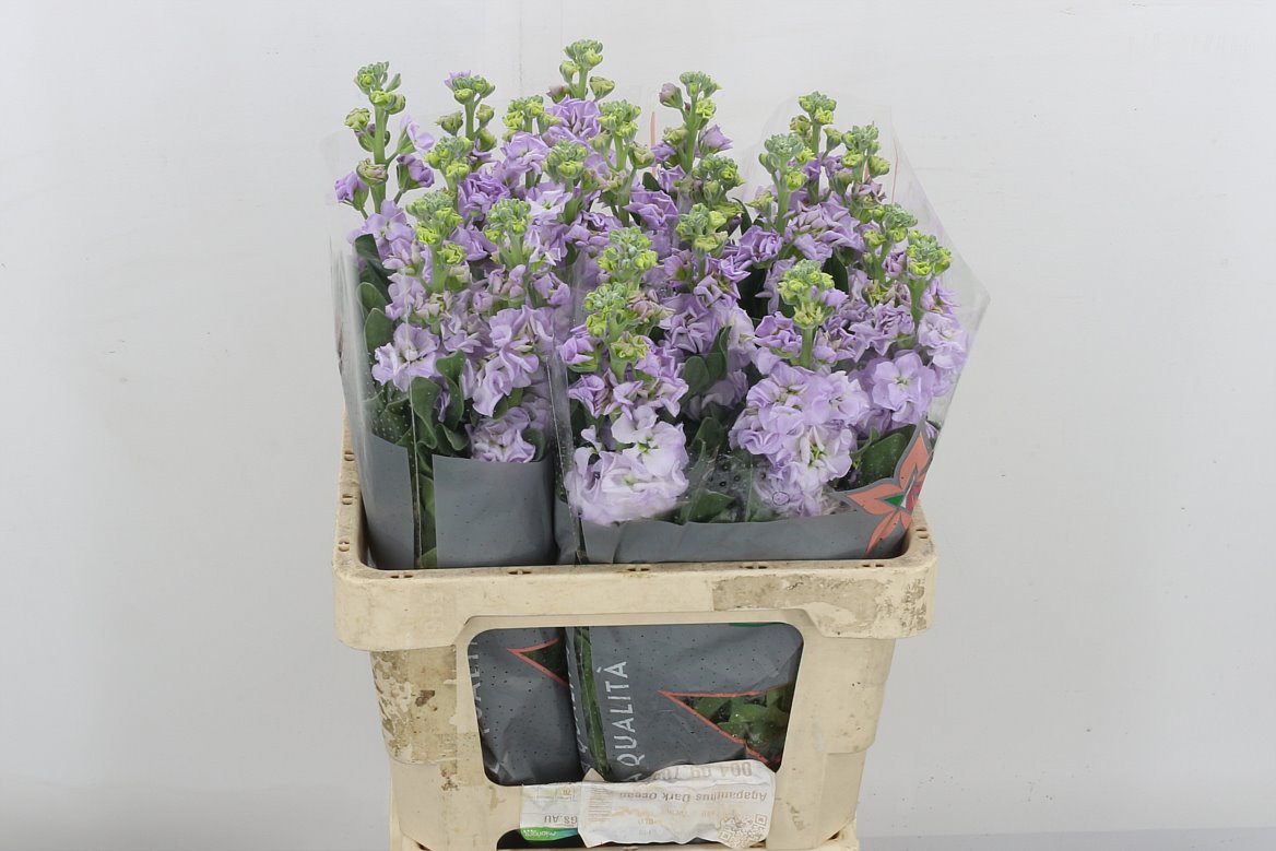 ماثيولا – Matthiola Iron Marine