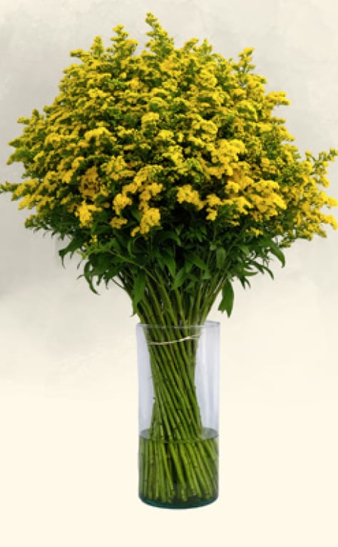 سوليداغو أصفر – Solidago Golden Glory