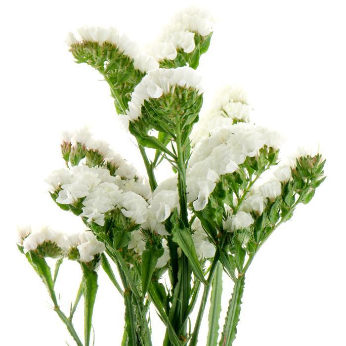 ستاتيس أبيض – Statice White