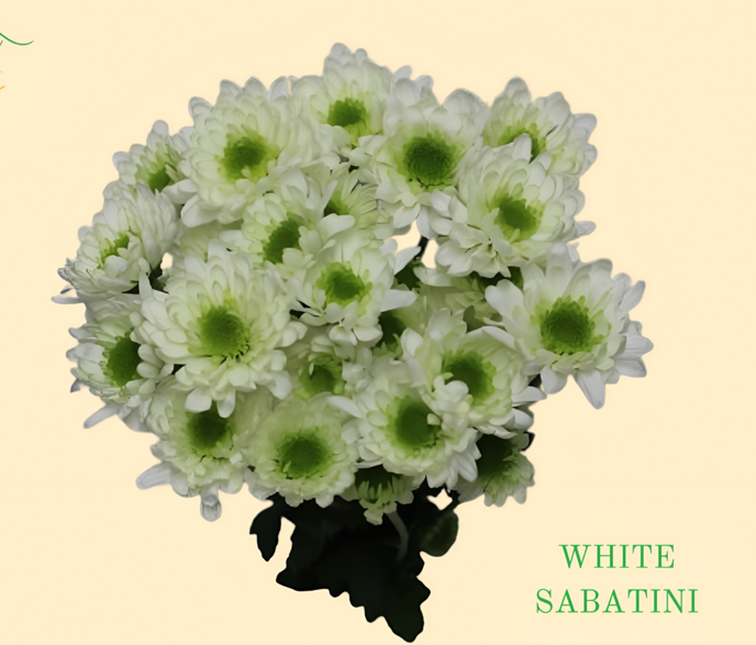 كريز سبراي – Chrysanthemum Spray Sabatini