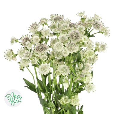 أسترانتيا – Astrantia Billion Stars