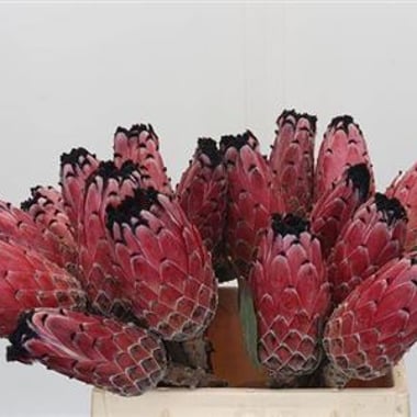 بروتيا أحمر – Protea Red Magic