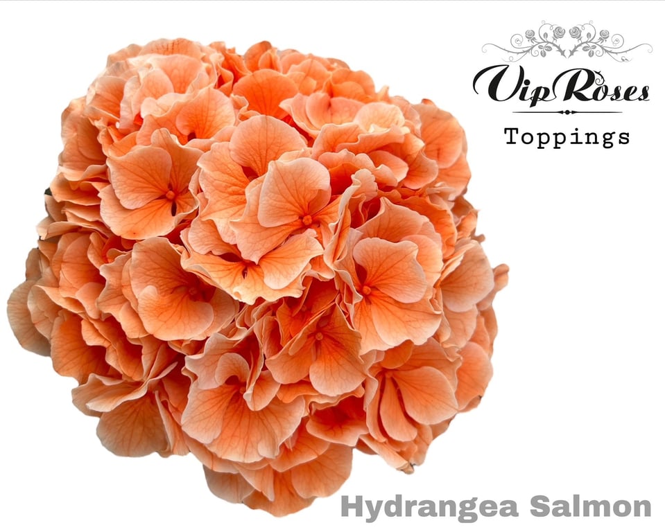 هدرنجا سلموني – Hydrangea Dyed Salmon