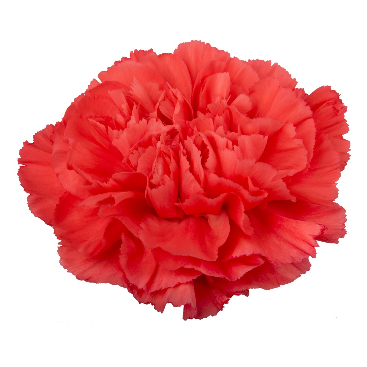 قرنفل – Carnation Fama