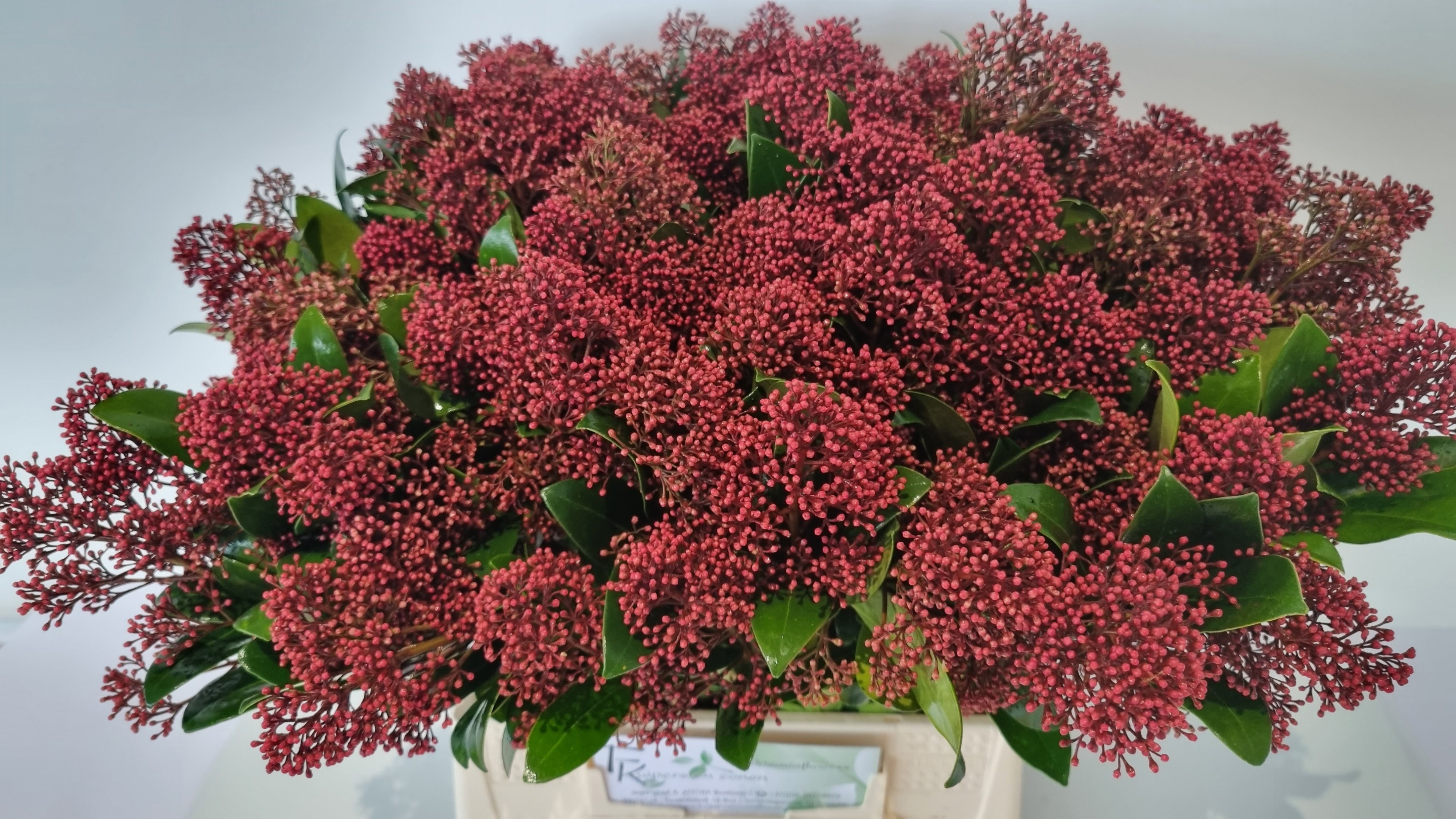سكيميا – Skimmia Japonica Rubella Per Bunch