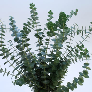 أوكالبتوس أزرق – Eucalyptus Baby Blue Short Per Bunch
