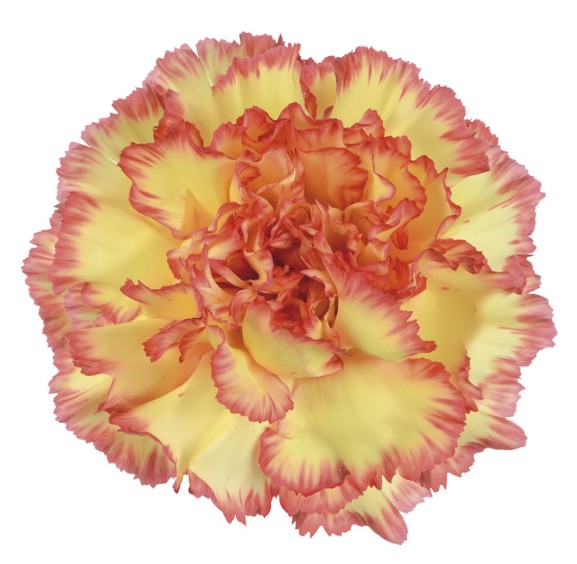 قرنفل – Carnation Ginik