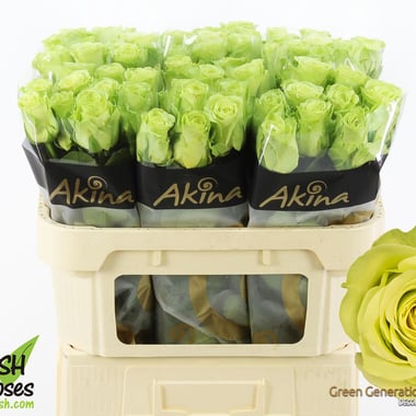 ورد جوري أخضر – Rose Green Generation