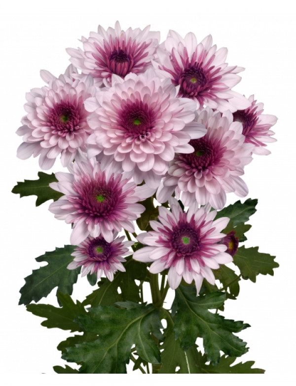 كريز سبراي – Chrysanthemum Spray Podolsk
