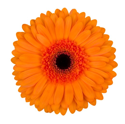 جربيرا – Gerbera Tutti Frutti