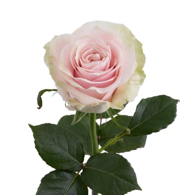 ورد جوري – Rose Mondial