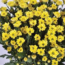 كريز سانتيني أصفر – Chrysanthemum Santini Rossi Yellow