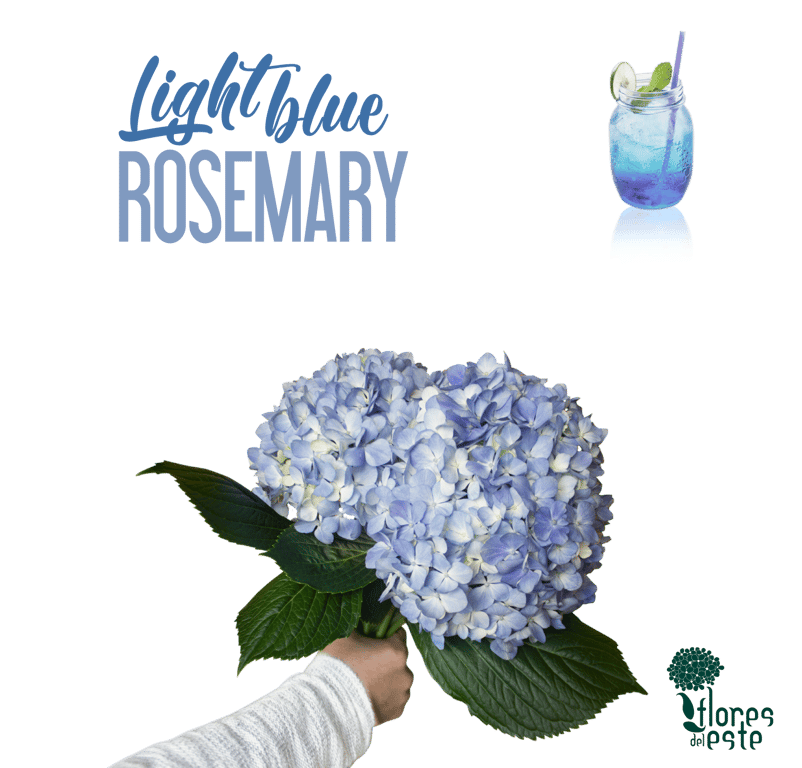هدرنجا – Hydrangea Rosemary Extra