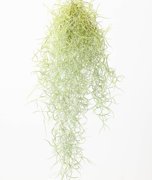 تيلاندسيا – Tillandsia Usneoides