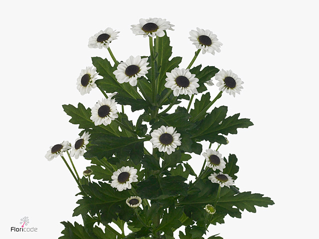 كريز سانتيني – Chrysanthemum Santini Yin Yang