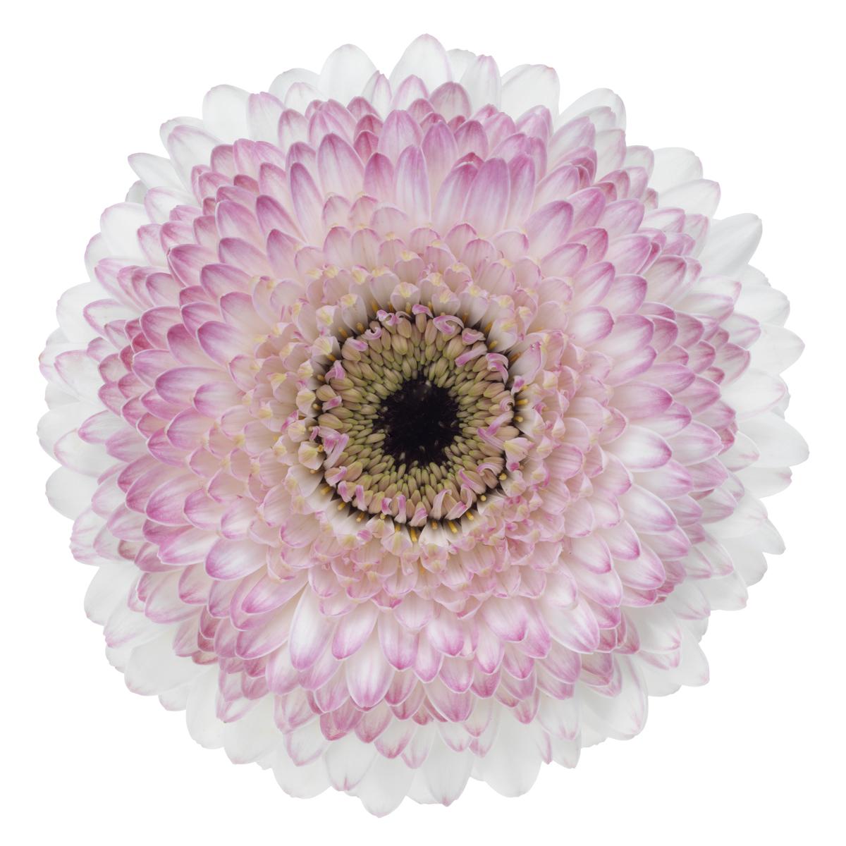 جربيرا – Gerbera Lisalisa