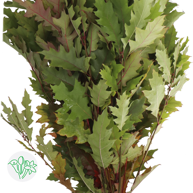 أوراق البلوط – Quercus Rubra