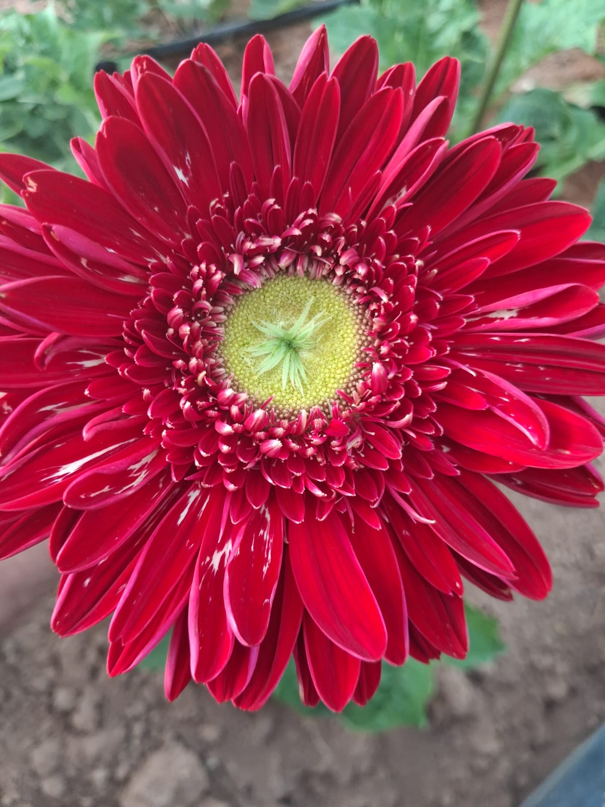 جربيرا – Gerbera Inca