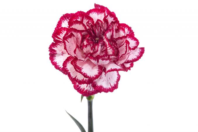 قرنفل – Carnation Olympia