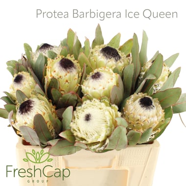 بروتيا – Protea Barbigera Ice Queen
