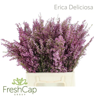 إيريكا – Erica Deliciosa