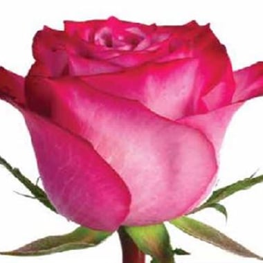 ورد جوري بنفسجي – Rose Deep Purple