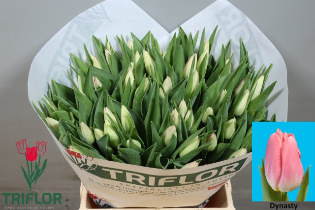 توليب – Tulip Dynasty 40gr