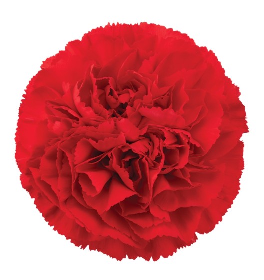 قرنفل – Carnation Don Luis