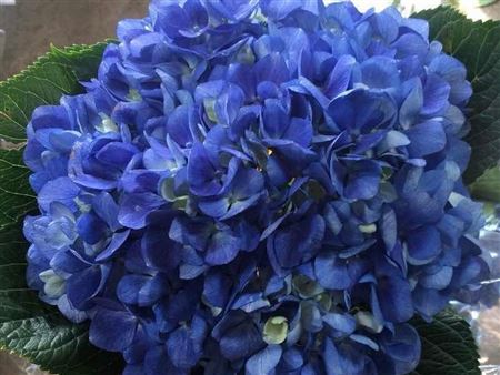 هدرنجا – Hydrangea Curacao Extra
