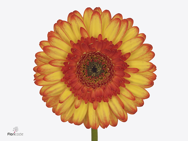 جربيرا – Gerbera Romesco
