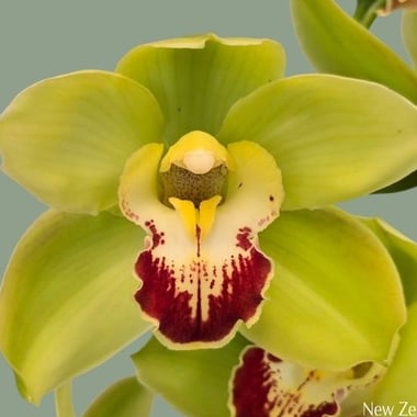 أوركيد سيمبيديوم أخضر – Cymbidium Kelly Green